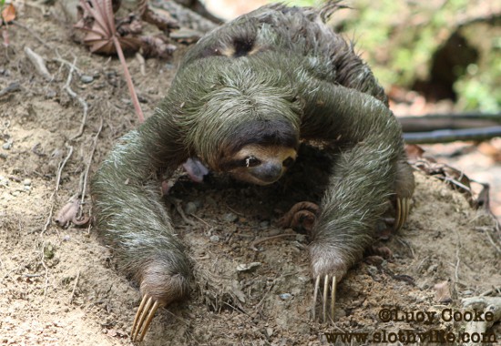 How Do Sloths Have Sex 14